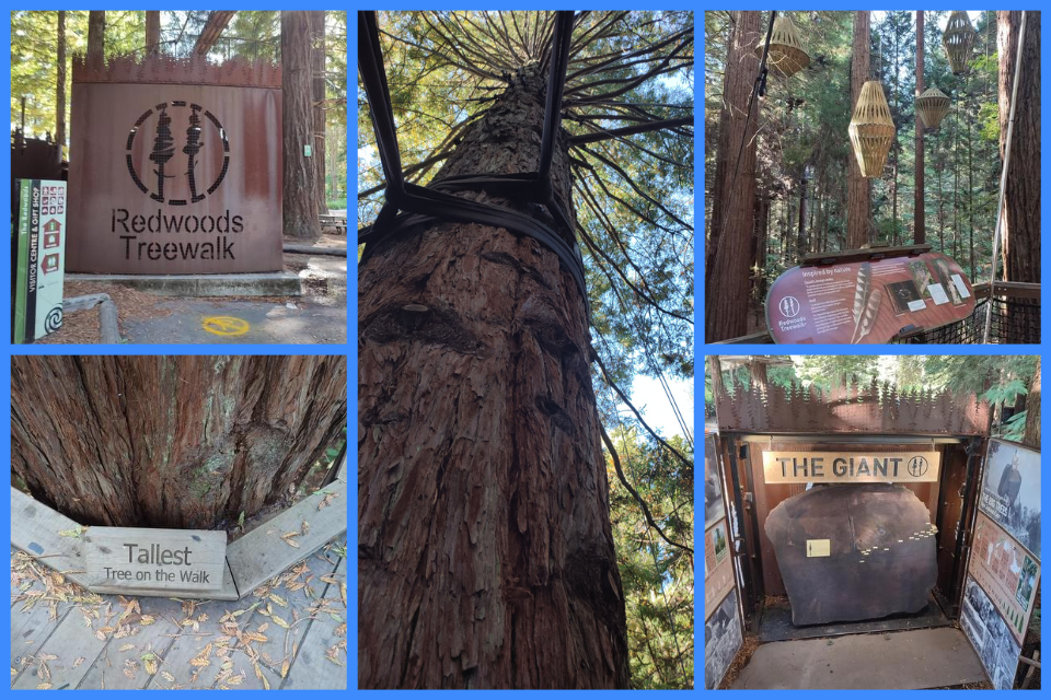 Redwoods Treewalk – Nový Zéland